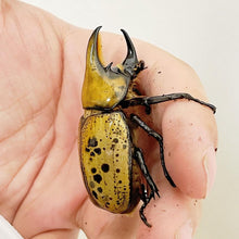 Load image into Gallery viewer, (Dynastes tityus) Eastern Hercules Beetle Imago