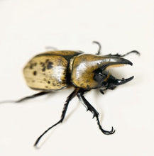 Load image into Gallery viewer, (Dynastes tityus) Eastern Hercules Beetle Imago