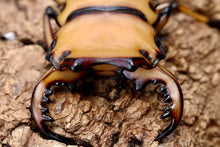 Load image into Gallery viewer, Homoderus mellyi Larvae (Crab Stag Beetle)
