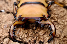 Load image into Gallery viewer, Homoderus mellyi Larvae (Crab Stag Beetle)