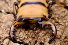 Load image into Gallery viewer, Homoderus mellyi Imago (Crab Stag Beetle)