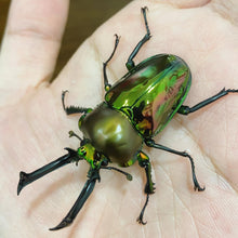 Load image into Gallery viewer, Rainbow Stag Beetle Larvae (Green)