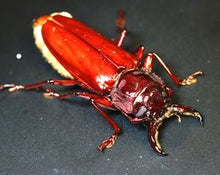 Load image into Gallery viewer, Stenodontes chevrolati Longhorn Beetle Larvae