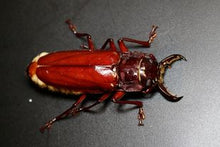 Load image into Gallery viewer, Stenodontes chevrolati Longhorn Beetle Larvae
