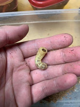 Load image into Gallery viewer, Stenodontes chevrolati Longhorn Beetle Larvae