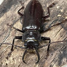 Load image into Gallery viewer, Stenodontes chevrolati Longhorn Beetle Larvae