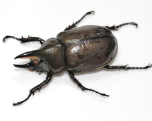Load image into Gallery viewer, (Dynastes tityus) Eastern Hercules Beetle Larvae