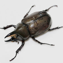 Load image into Gallery viewer, (Dynastes tityus) Eastern Hercules Beetle Larvae