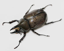 Load image into Gallery viewer, (Dynastes tityus) Eastern Hercules Beetle Imago