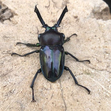 Load image into Gallery viewer, Rainbow Stag Beetle Larvae (Purple Blue)
