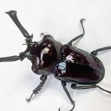 Load image into Gallery viewer, Rainbow Stag Beetle Larvae (Black)