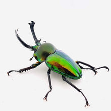 Load image into Gallery viewer, Rainbow Stag Beetle Larvae (Green)
