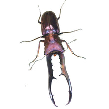 Load image into Gallery viewer, Cyclommatus metallifer finae Larvae
