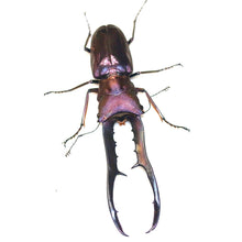 Load image into Gallery viewer, Cyclommatus metallifer finae Larvae