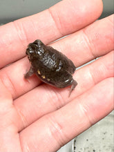 Load image into Gallery viewer, Power’s rain frog