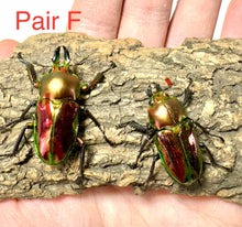 Load image into Gallery viewer, Rainbow Stag Beetle Imago (Multiple In This Listing)