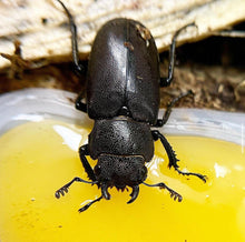 Load image into Gallery viewer, Cyclommatus metallifer finae Imago