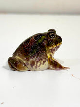Load image into Gallery viewer, #3 Chaco Horned Frog (Green)