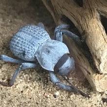 Load image into Gallery viewer, Blue death feigning beetle