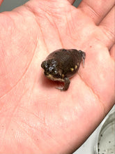 Load image into Gallery viewer, Power’s rain frog