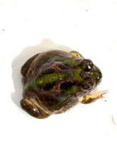 Load image into Gallery viewer, #3 Chaco Horned Frog (Green)