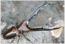 Load image into Gallery viewer, Cyclommatus metallifer finae Larvae