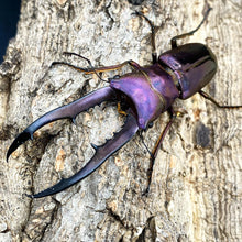 Load image into Gallery viewer, Cyclommatus metallifer finae Larvae