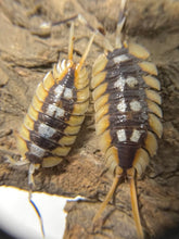 Load image into Gallery viewer, Porcellio expansus Orange