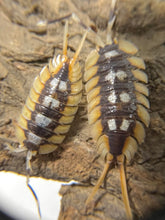 Load image into Gallery viewer, Porcellio expansus Orange
