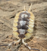 Load image into Gallery viewer, Porcellio expansus Orange