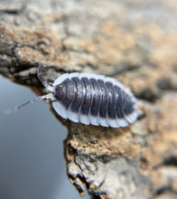 Load image into Gallery viewer, Porcellio werneri "Greek Shield"