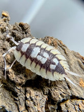 Load image into Gallery viewer, Porcellio expansus White