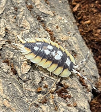 Load image into Gallery viewer, Porcellio expansus Orange
