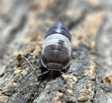 Load image into Gallery viewer, Cubaris sp. Panda king