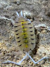 Load image into Gallery viewer, Porcellio bolivari