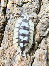 Load image into Gallery viewer, Porcellio expansus White