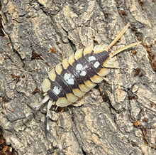 Load image into Gallery viewer, Porcellio expansus Orange