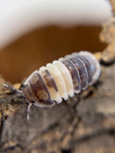 Load image into Gallery viewer, Isopod Mystery Box