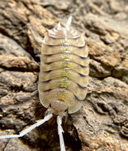 Load image into Gallery viewer, Porcellio bolivari

