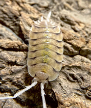 Load image into Gallery viewer, Porcellio bolivari