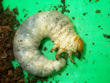 Load image into Gallery viewer, Rainbow Stag Beetle Larvae (Green)