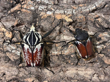 Load image into Gallery viewer, Goliath Beetle Imago (GG)
