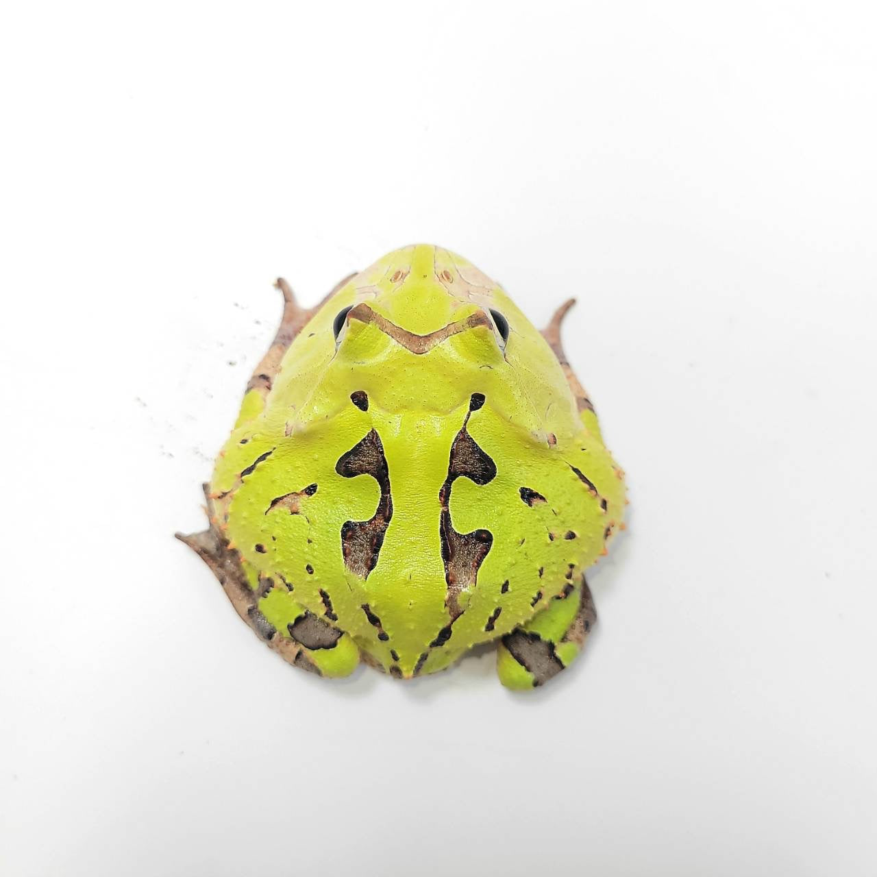 A1 Green cornuta – JamJam Exotic
