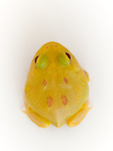 Load image into Gallery viewer, Pikachu Albino Pacman Frog
