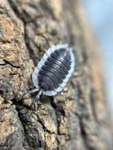 Load image into Gallery viewer, Porcellio werneri "Greek Shield"