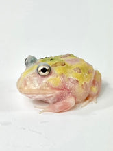 Load image into Gallery viewer, C04 Translucent Pink/Yellow Mutant