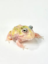 Load image into Gallery viewer, C04 Translucent Pink/Yellow Mutant