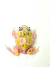 Load image into Gallery viewer, C04 Translucent Pink/Yellow Mutant