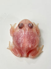Load image into Gallery viewer, C02 Red (Albino) Eyes Pink Chicken Mutant
