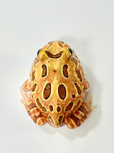Load image into Gallery viewer, Chocolate Pacman Frog
